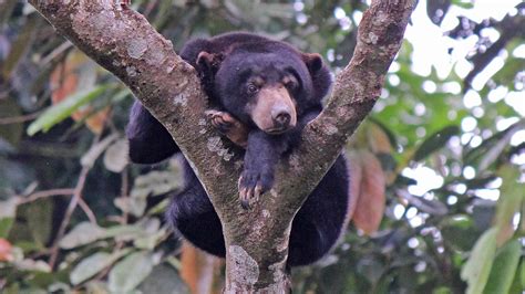 Are Bears Nocturnal Or Diurnal? Their Sleep Behavior Explained - A-Z ...