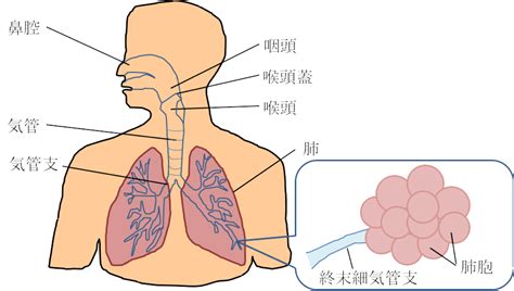 呼吸方法你知多少？ | 韓曉