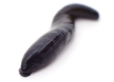 17 Super Creepy Facts About Nature