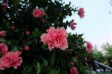 coltivare azalee in vaso come coltivare l azalea guida coltivazione coltivare azalee in vaso come coltivare l azalea guida coltivazione
