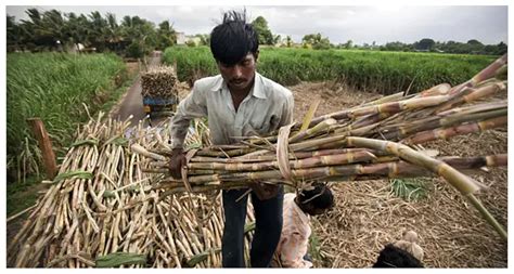 India's Gross Sugar Production To Rise 15% To 35 Million Tonnes; Above ...