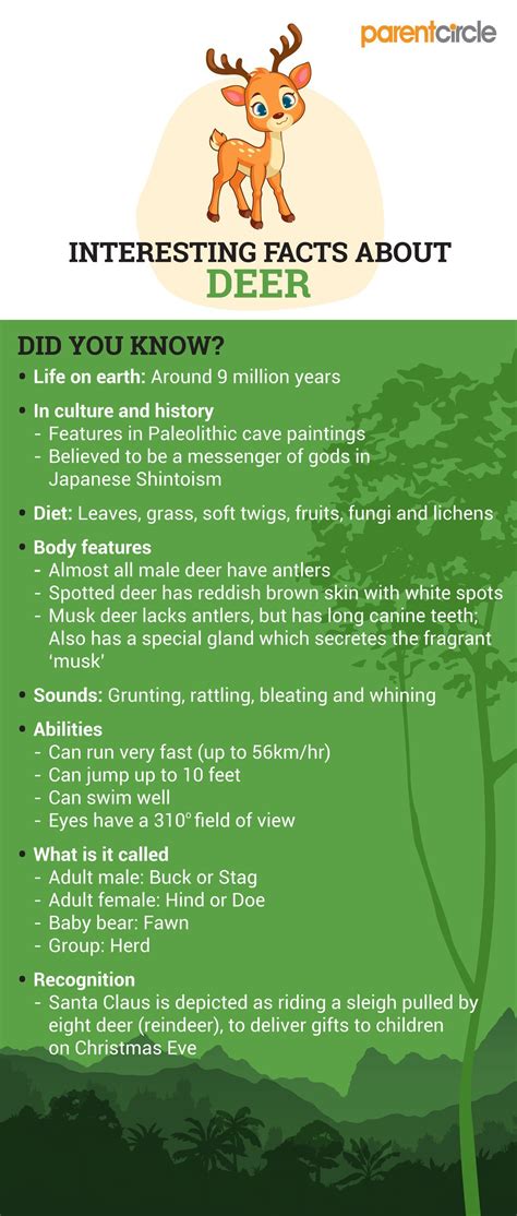 Fun Facts About Deer For Kids