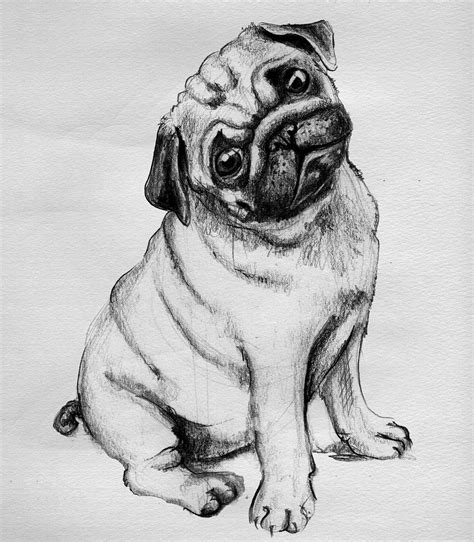 Cute Drawings Of Pugs - Drawing Skills Academy