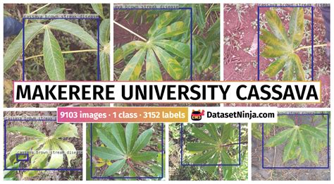 Makerere University Cassava - Dataset Ninja
