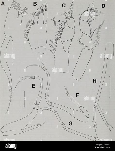 The 2000 edition of the Bulletin from the Natural History Museum focuses on zoology, with ...