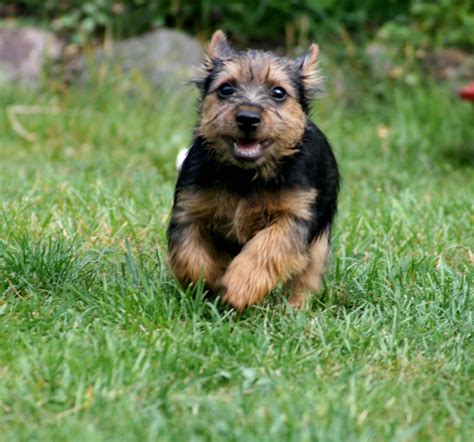 Norwich Terrier - Puppies, Rescue, Pictures, Information, Temperament ...