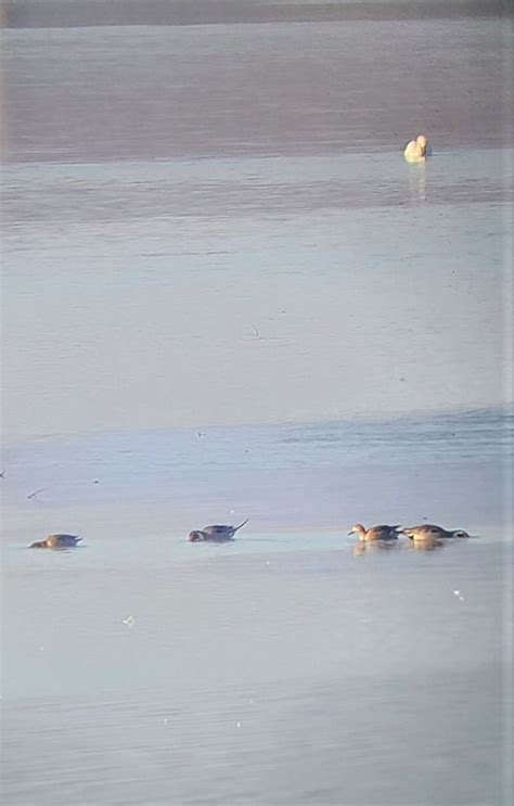 Waterfowl Watch, Hunter Run Cut at Bald Eagle State Park, Blanchard, 12 ...