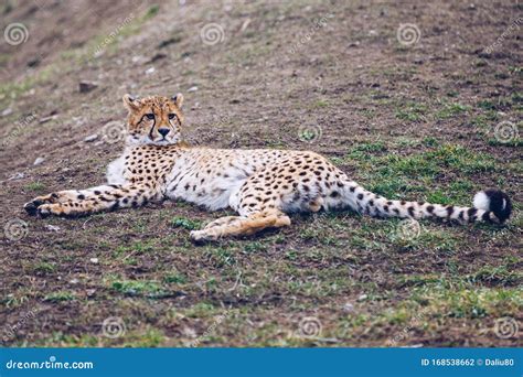 Cheetah, Friendly Animals at the Prague Zoo. View of the Cheetah in the ...