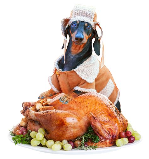 Can Dogs Eat Deli Chicken? – Pet Guide Reviews