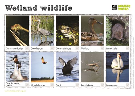Wetland Animals In The Northwest