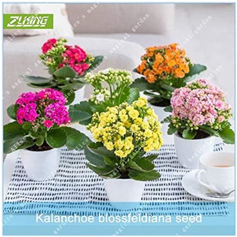 65 Pcs/Pack Longevity Flower Kalanchoe Novel Seeds Mini Office Seeds ...