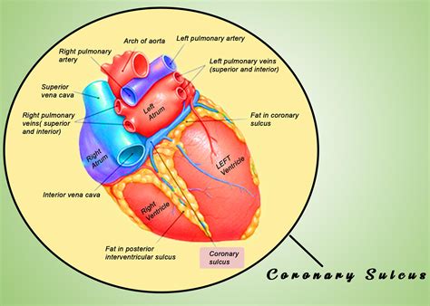 Atrioventricular Sulcus Heart Model