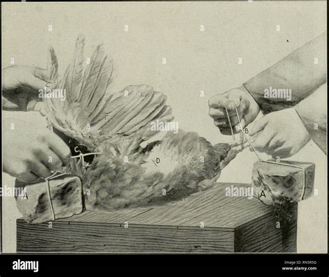 Castrated rooster hi-res stock photography and images - Alamy