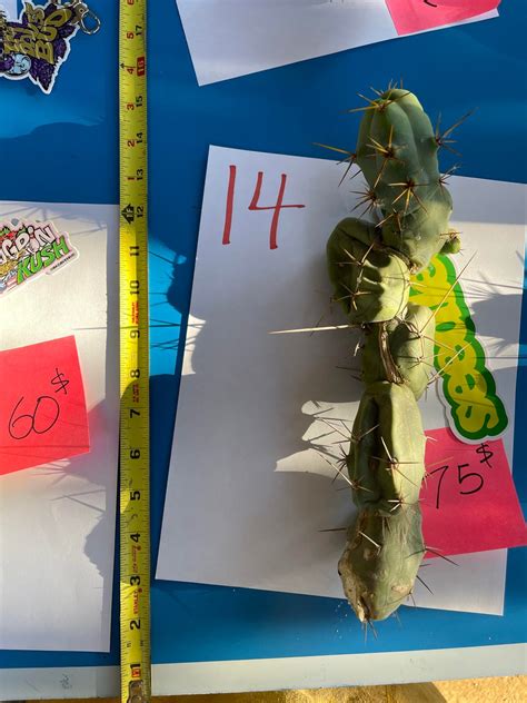 Short form Tbm : r/sanpedrocactusforsale