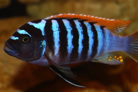 Types Of African Cichlids With Pictures at Garnet Pitts blog