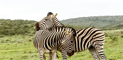 Oakland Zoo | Grant's Zebra