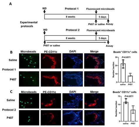 Poloxamer 407 Induces Hypertriglyceridemia but Decreases ...