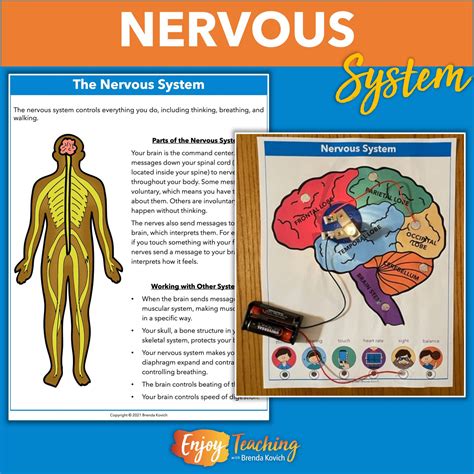 How to Build a Nervous System Model with Kids