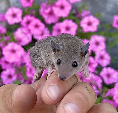 Short Tailed Opossum Animals For Sale | Millersburg, OH #442720