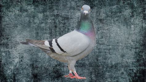Homing Pigeons For Sale | Racing Europe Homing Pigeons – TumblerPigeons.com