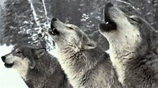 Real Wolf Howling Wallpaper by Wolf Pack Howling Sound Only Real Wolf Howling Wallpaper