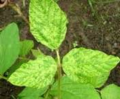 TNAU Agritech Portal :: Crop Protection