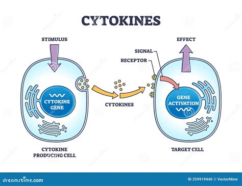 Cytokines Diagram