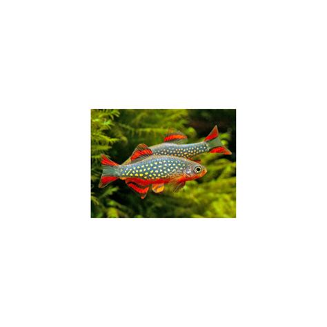 Galaxy Rasbora (Pair) – Best4Pets