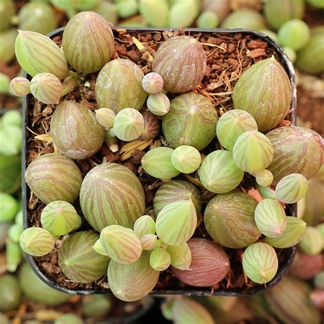 Senecio herreanus - String of Watermelons | MCG™