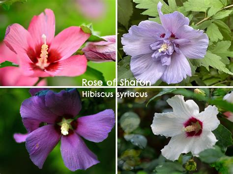 Rose Of Sharon Meaning
