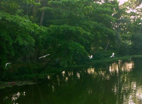 Attidiya Bird Sanctuary, colombo, Sri Lanka - Top Attractions, Things ...