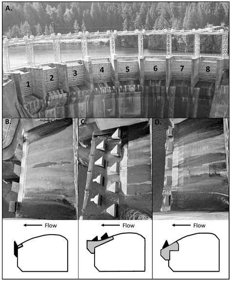Reducing Total Dissolved Gas and Gas Bubble Trauma in a Regulated River