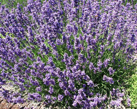 English Lavender (Lavandula Munstead) - Davenport Garden Centre