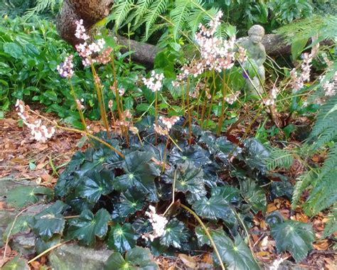 Perennial rhizomatous begonias add bold texture and color to north ...