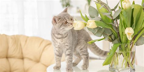 How Far Can Cats Smell
