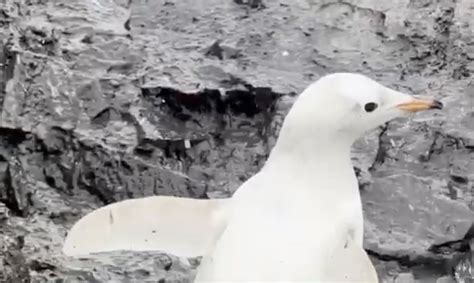 Rare white Gentoo penguin spotted in Antarctica