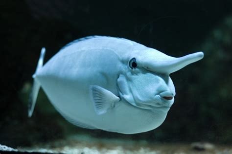 5 Animals With Weird Noses