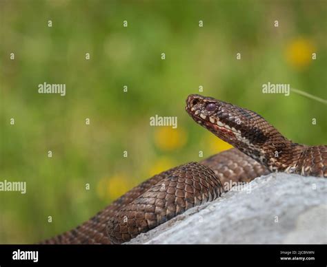Female of the common European viper - Vipera berus Stock Photo - Alamy