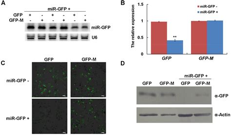 Virus-Derived Small Interfering RNAs Affect the Accumulations of Viral ...