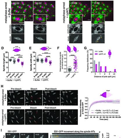 Spindle Shape 的图像结果