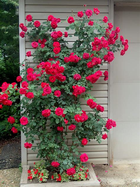 Ramblin' Red Rose - Knecht's Nurseries & Landscaping Climbing Roses ...