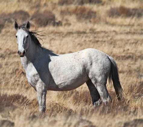 Wild Mustang Horse Photos | Images of Wild Mustang Horses