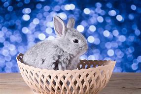 Image result for Cute Gray Bunny