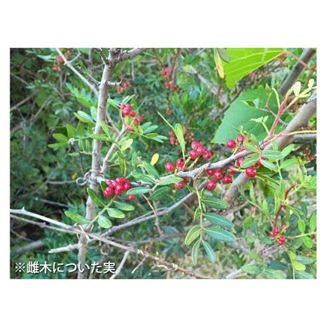 Pistacia lentiscus | Seeding