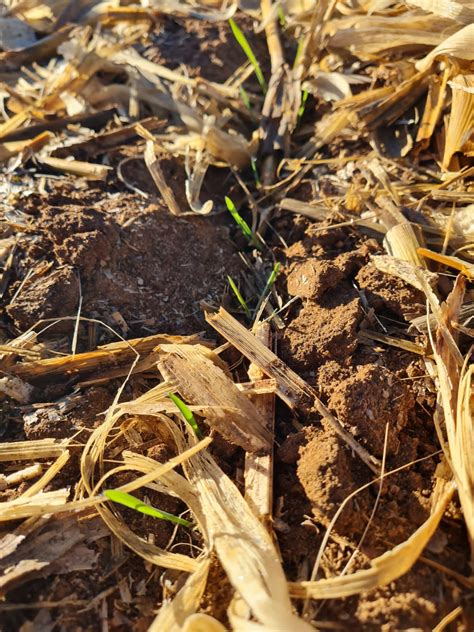 Small No-Till Drill Seeder 的图像结果