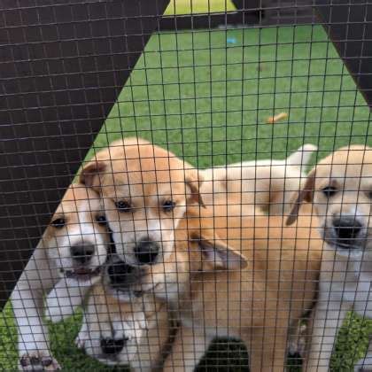 Big Dog Ranch Rescue Office Photos