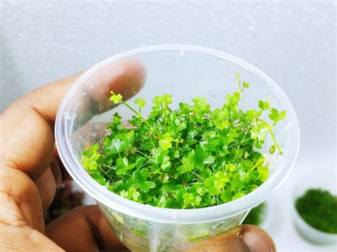 Hydrocotyle tripartita mini | Aquadcoaqua