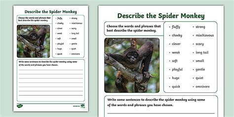 Describe a Spider Monkey Worksheet