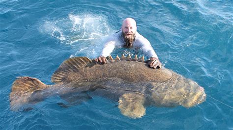 Goliath grouper in Florida: How big are they? Are they good to eat?