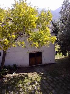mimosa in vaso villa mimosa a of paradise has yard and mimosa in vaso villa mimosa a of paradise has yard and